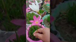 Rain Lily Plant Care Tips  Rain Lily Flowers   shorts [upl. by Moriyama525]