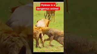 Hyène is à very dangerous animal wildlife hyena lion giraffe gira [upl. by Sihtam556]