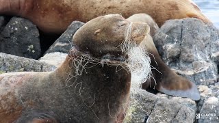 Gut wrenching Sea lion with mouth sealed by netting rescued in BC [upl. by Copp]