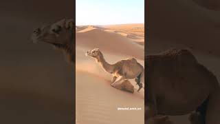 A camels amazing survival skill in desert [upl. by Hines717]