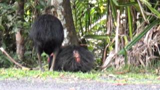 Cassowaries mating in the wild at Etty Bay [upl. by Swart]