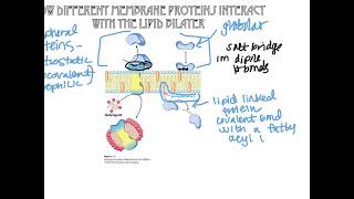 Bioc3321 Membrane Proteins Part 1 [upl. by Ruth]