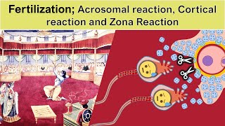 Fertilization part2 Acrosomal reaction Cortical reaction and Zona Reaction [upl. by Anatol]