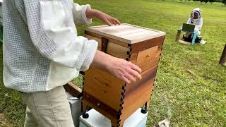 Swapping conventional langstroth hive to a Flow Hive [upl. by Pauletta]