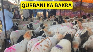 Witness the Biggest Eidgah Sheep Mandi in Srinagar  Bakra Market [upl. by Cohligan]