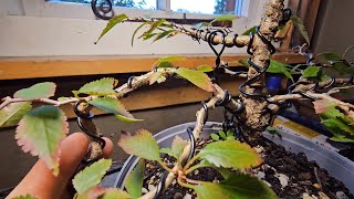 How To Bonsai A kojo No Mai Cherry Tree From Nursery Stock [upl. by Nylkoorb]