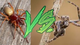 Woodlouse Spider vs Orbweb Spider [upl. by Filberte]