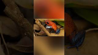 Poison Dart Frog Explained 🐸💚💀 frogsfrogpoisondartfrognaturesandgrasstreerockfypsub1m [upl. by Bradlee]