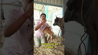 I have a happy news happy animals cow calf newlife sanctuary [upl. by Taro]