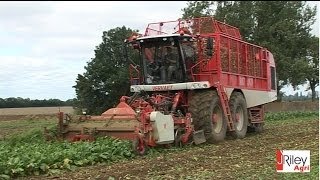 Vervaet Beet Eater 625 sixrow sugar beet harvester [upl. by Nigem]