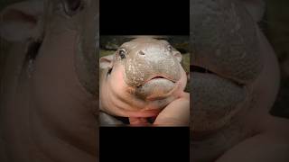 Moo Deng edit moodeng hippo edit cute hippopotamus [upl. by Dewees]