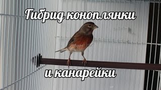 Гибрид коноплянки и канарейки пение Hybrid linnet singing [upl. by Assirim]