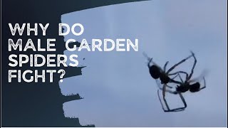 Why do male Garden Spiders fight amazing footage of a spiderfight [upl. by Tioneb]