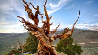 What is the oldest tree in the world [upl. by Whiteley]