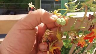 How to take seeds from Tropaeolum majus plant cappuccino plant [upl. by Persson72]