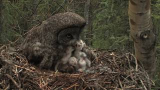 great gray owl family [upl. by Ecnahoy]