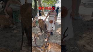 海外の反応 日本を探索する  日本を探索する  かわいい鹿  NARA DEER PARK japan naradeer [upl. by Sidnala]