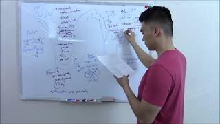 USMLE Renal 4 Nephron Pharmacology [upl. by Cost]