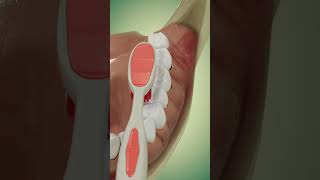 Tooth brushing Oral Hygiene Bass Method brushing technique brush teeth oral hygiene [upl. by Medrek]