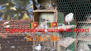 Pigeons make sounds to attract පරවි කූර ගැසීම🕊️🗣️ foryou video viralvideo fyp [upl. by Juieta464]