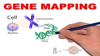 GENE MAPPINGHOW TO DECODE 13q143 [upl. by Qifar153]