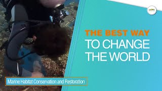 Study Marine Habitat Conservation and Restoration Courses marineconservation marinelife marine [upl. by Eppie]