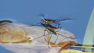 PATINADORES DE AGUA WATER STRIDERS Familia Gerridae [upl. by Adnomar]