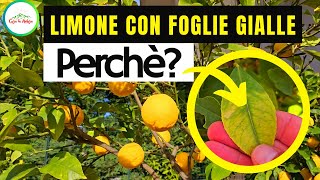 Perché uso il ferro ai LIMONI Il limone con foglie gialle può identificare una carenza di ferro [upl. by Girand]