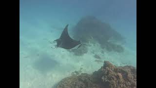 Snorkelling with the Manta Ray [upl. by Theresina519]