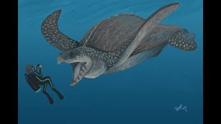 The Gigantic Sea Turtle  Archelon [upl. by Liuqnoj]