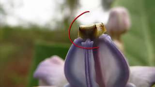 How the pollination and fertilization occur in plants [upl. by Duwad]