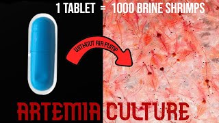 Easy Artemia culture  1000 Brine shrimp Hatch tamil [upl. by Raffo]