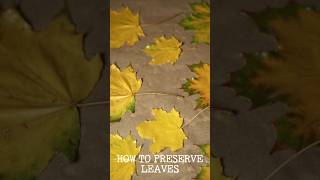 How to Preserve Fall Leaves with Wax for Easy DIY for Seasonal Decor fallcrafts fallleaves [upl. by Schober]