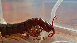 Giant Vietnamese scolopendra dehaani centipede feeding [upl. by Riki813]