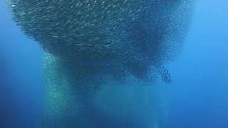 Diving Moalboal and Pescador Island [upl. by Anihsat64]