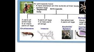 Classification of Arthropoda [upl. by Dareece]