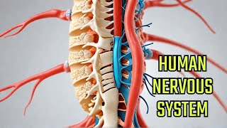 Unraveling the Human Nervous System Spinal Cord and Periphery [upl. by Behre]