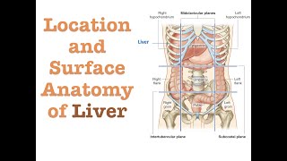 Location and Surface Anatomy of Liver [upl. by Anilrahc814]