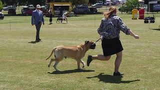 2024 Kyneton AG Show  AUSTRALIAN BRED IN SHOW [upl. by Avilla]