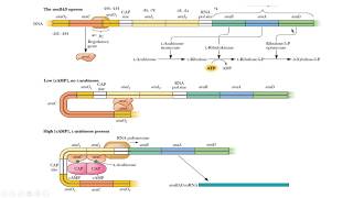 operon ara arabinosa arabinose Gene expression expresión genética biología molecular biology [upl. by Sheela748]