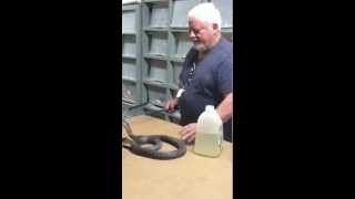 Cobra Handling by Tom Crutchfield [upl. by Mikah821]