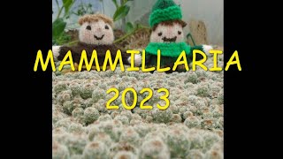 Mammillarias 2023 🌵🌵🌵 [upl. by Isia]