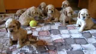 American cocker spaniel puppies [upl. by Cherilynn]