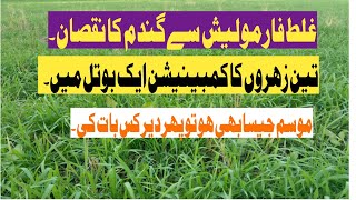 زیر نظر کھیت کو ٹرائی الٹرا یا فائنڈس کیا کریں کہ پتے پیلے رنگ کے نہ ھوں؟Farming with Shahid ll [upl. by Bryna]