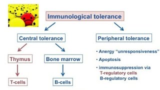 Immunological tolerance hindi [upl. by Nawotna7]