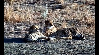 Mabula Waterhole cam  Two Mabula Cheetahs July1 2024 [upl. by Osithe]