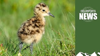 Gamekeepers curlew chick success [upl. by Prendergast46]