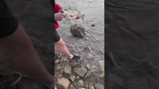 Nice striped bass from shore bassfishing fishing bass sportfishing fish stripedbass fyp [upl. by Mackenie]