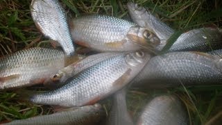 Comment et avec quoi pêcher le gardon et autres petits poissons [upl. by Harbour]