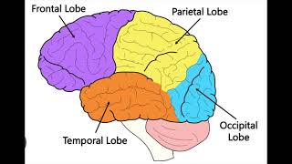 ABPPCN 4 Lobes of the Brain [upl. by Rehtaeh]